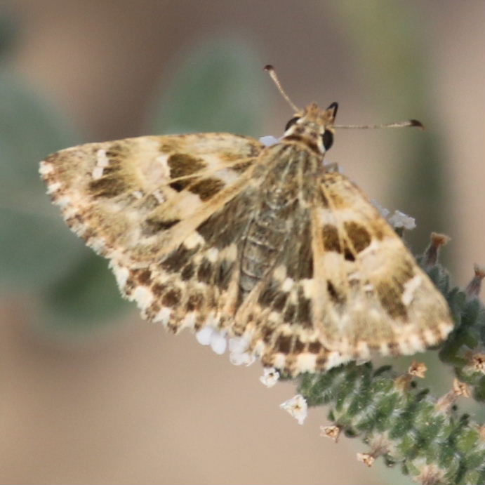 Oriental Marbled Skipper Butterfly