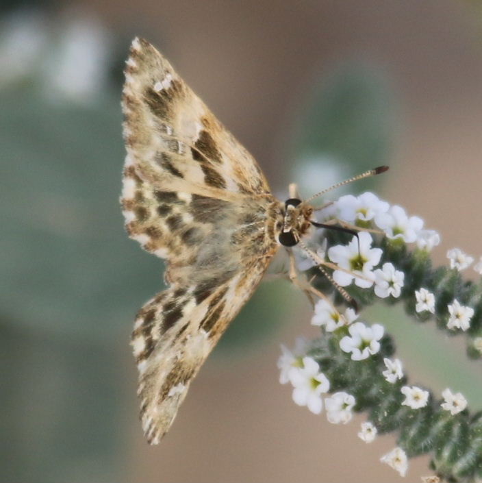Oriental Marbled Skipper Butterfly