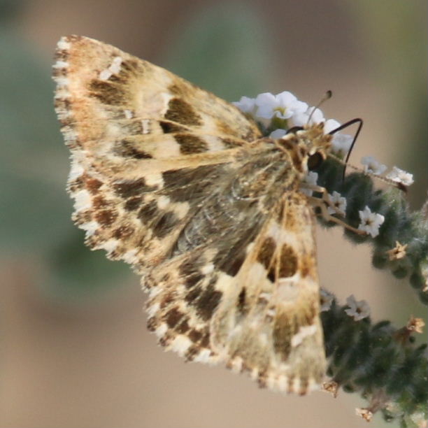 Oriental Marbled Skipper Butterfly