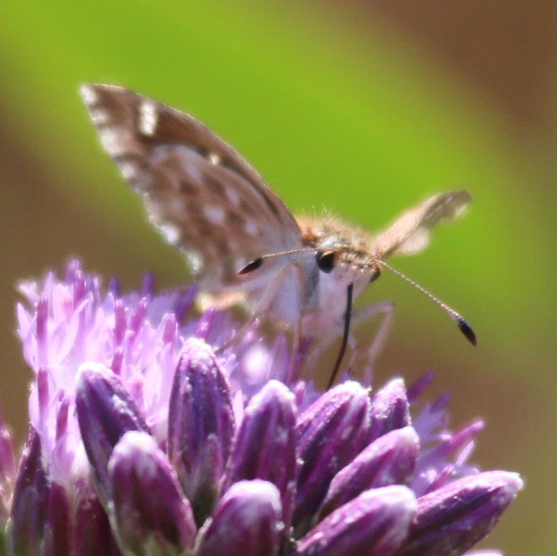 Oriental Marbled Skipper Butterfly