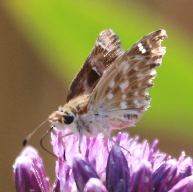 Oriental Marbled Skipper Butterfly