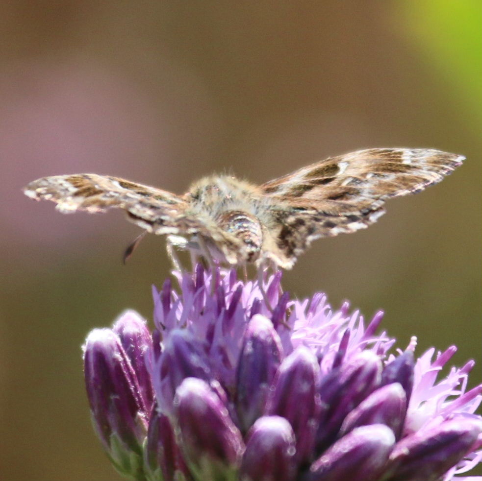 Oriental Marbled Skipper Butterfly