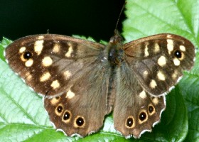 Speckled Wood Butterfly