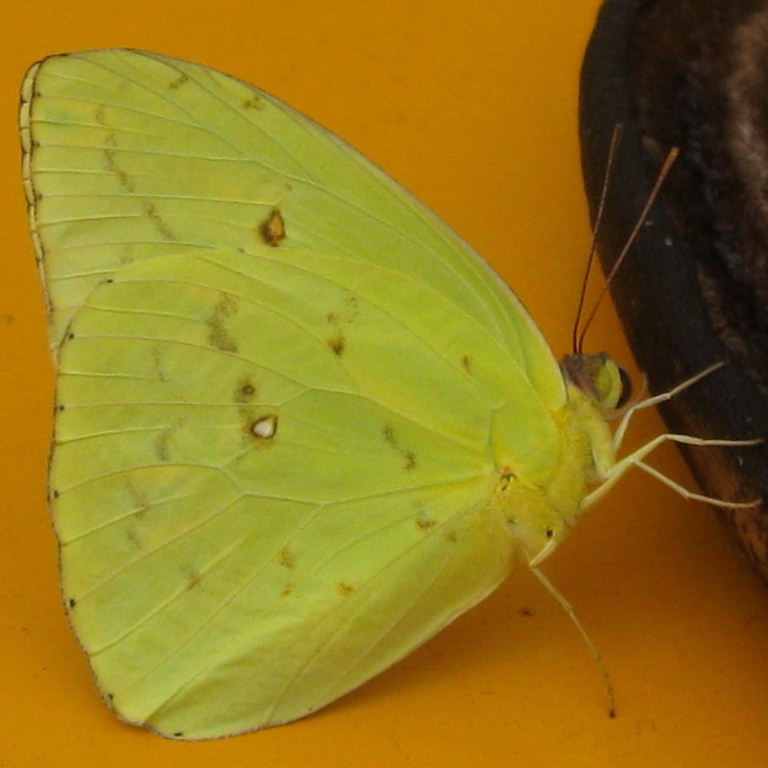 Cloudless Sulphur Butterfly male