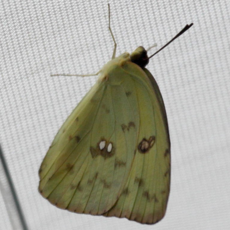 Cloudless Sulphur Butterfly female