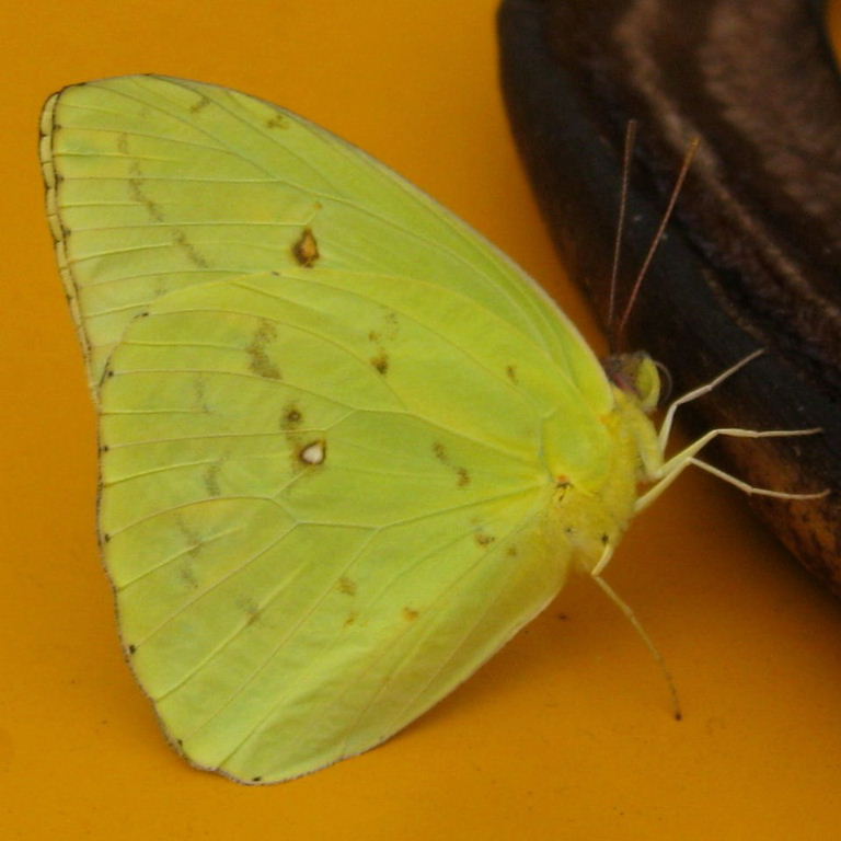 Cloudless Sulphur Butterfly underside