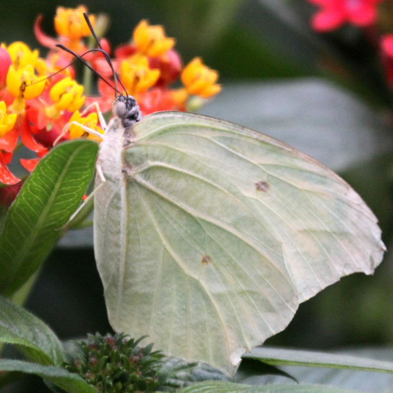 White Angled Sulfur Butterfly