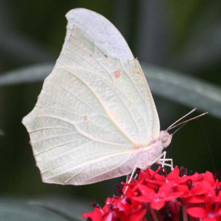 White Angled Sulphur Butterfly