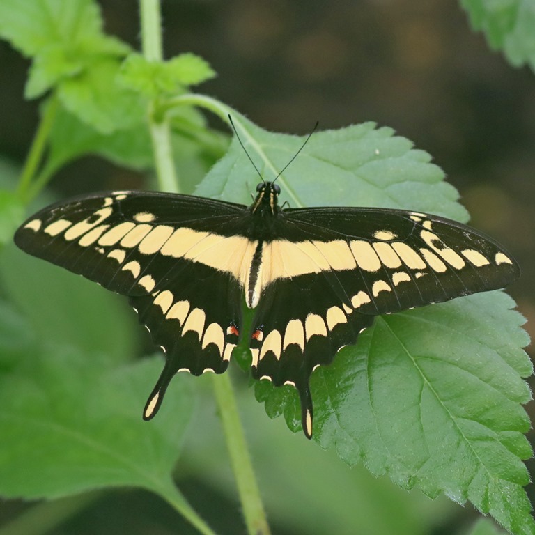Thoas Swallowtail Butterfly