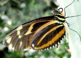 Ismenius Tiger Longwing butterfly