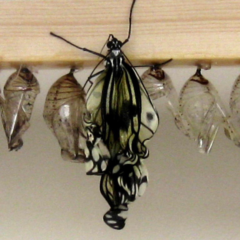 Tree Nymph Butterfly emerged from pupa
