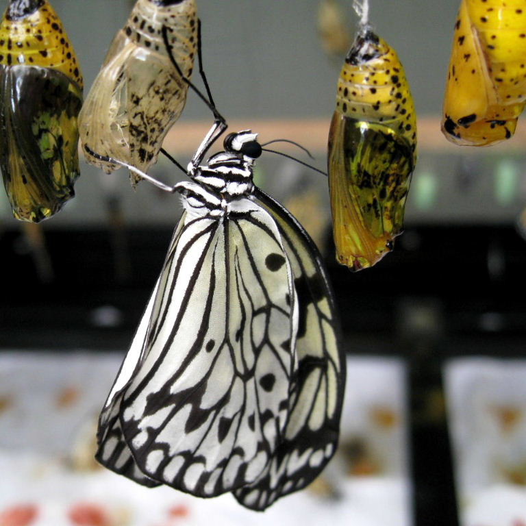 Tree Nymph Butterfly emerged from pupa