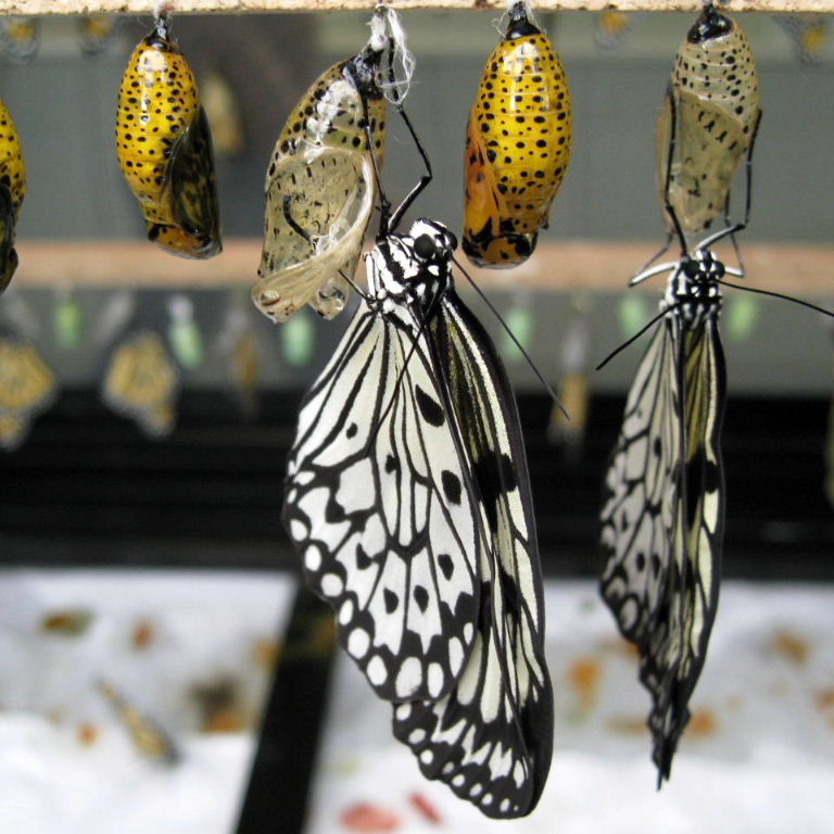 Tree Nymph Butterfly emerged from chrysalis