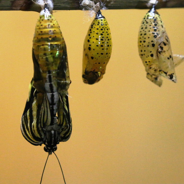 Tree Nymph Butterfly emerging from pupa