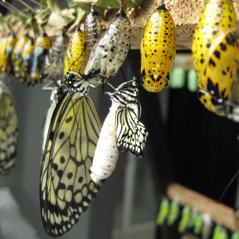 Tree Nymph Butterfly emerged from pupa