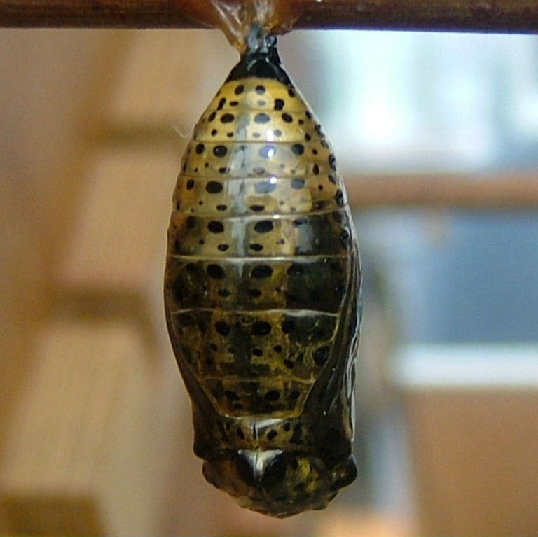 Tree Nymph Butterfly chrysalis before emergence