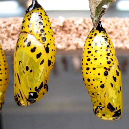 Tree Nymph pupae chrysalides