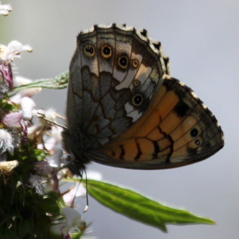 Kirinia eversmanni Wall-type Butterfly
