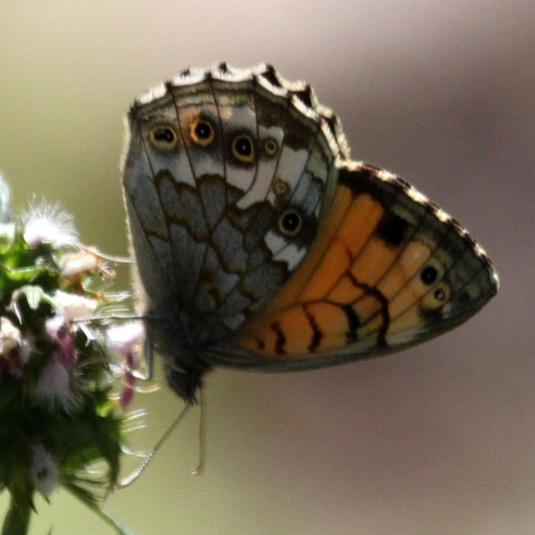 Wall-type Butterfly Kirinia eversmanni