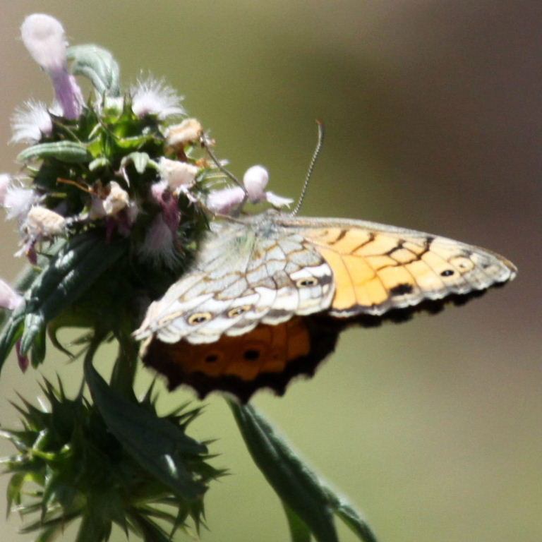 Wall-type Butterfly Kirinia eversmanni