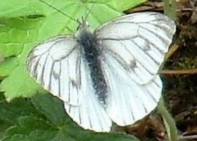 Green-veined White butterfly