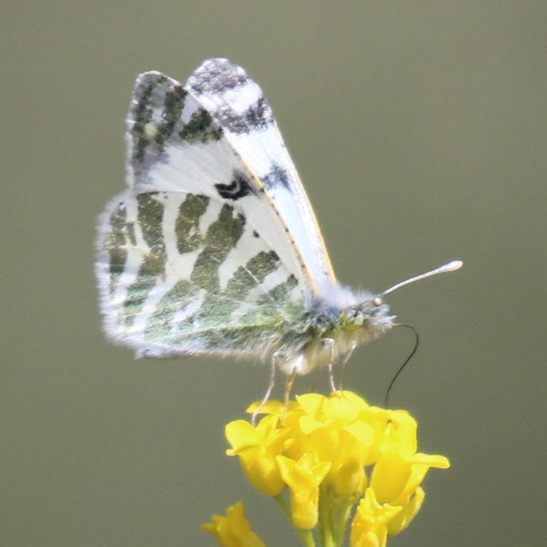 Tenerife Green-striped White Butterfly