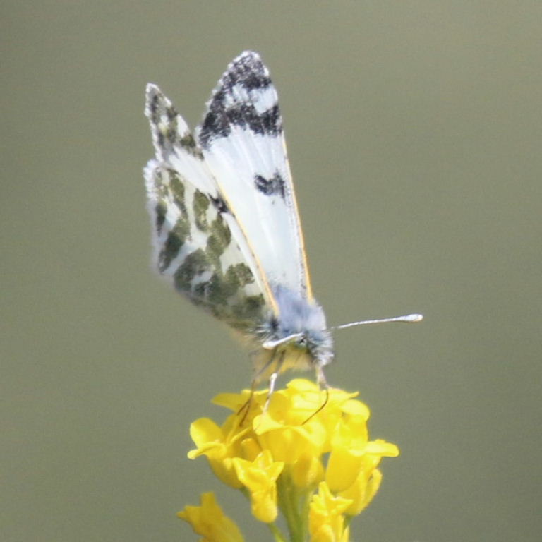 Tenerife Green-striped White Butterfly