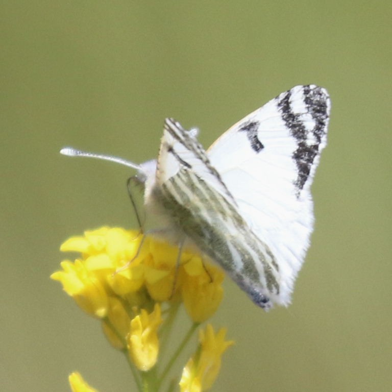 Tenerife Green-striped White Butterfly