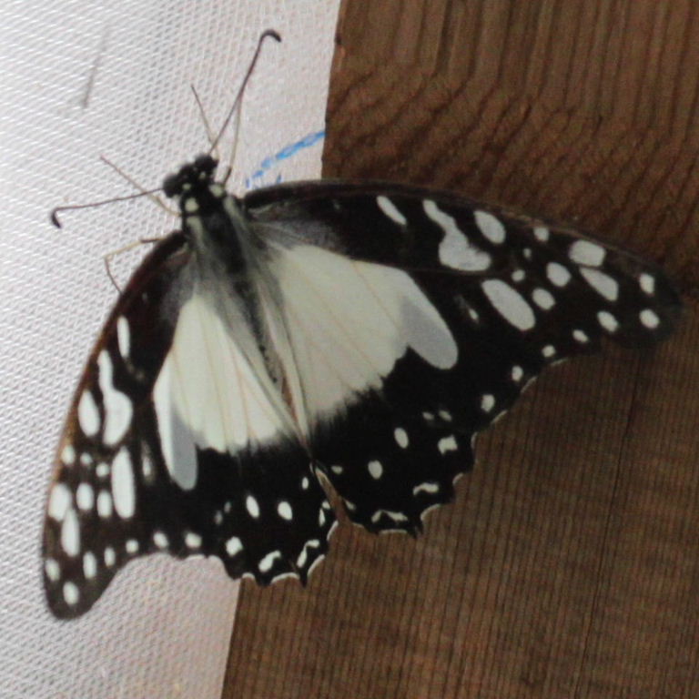 Angola White Lady Butterfly