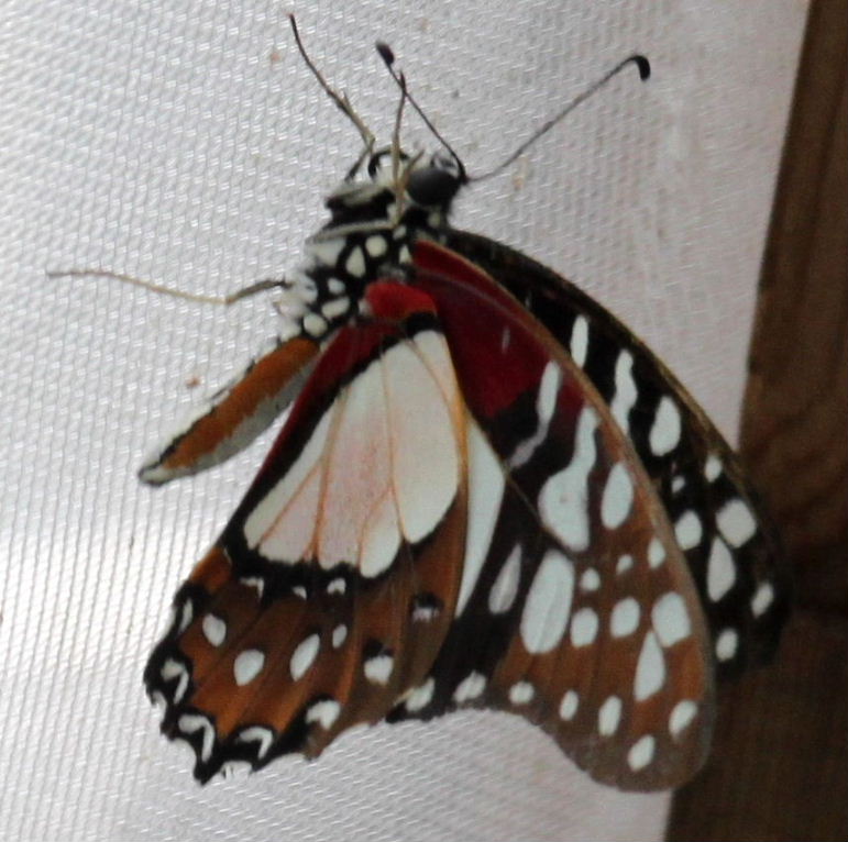 Angola White-lady Butterfly