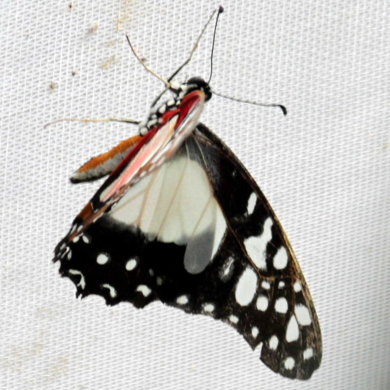 Angola White-lady Swordtail