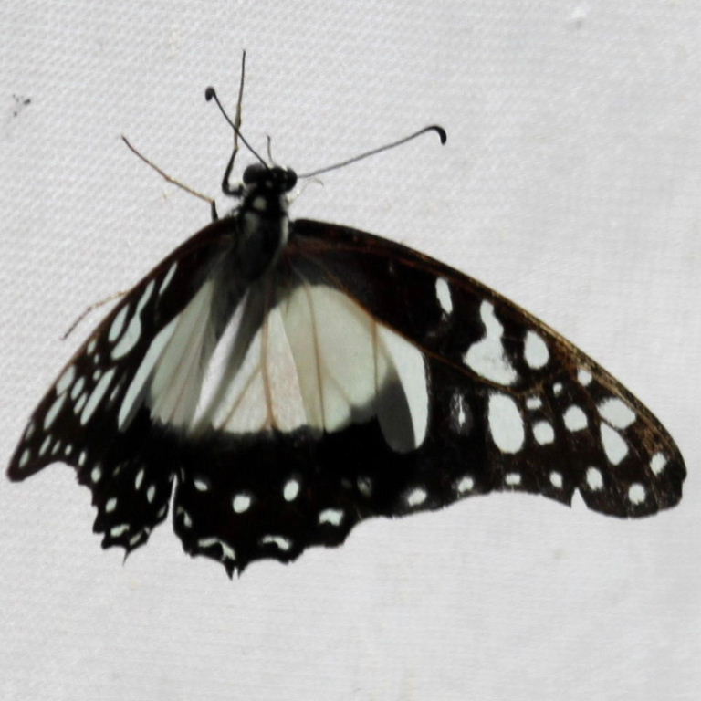 Cream-spotted Tigerwing Butterfly