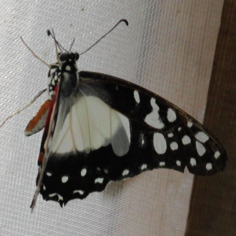 Hecale Longwing Butterfly