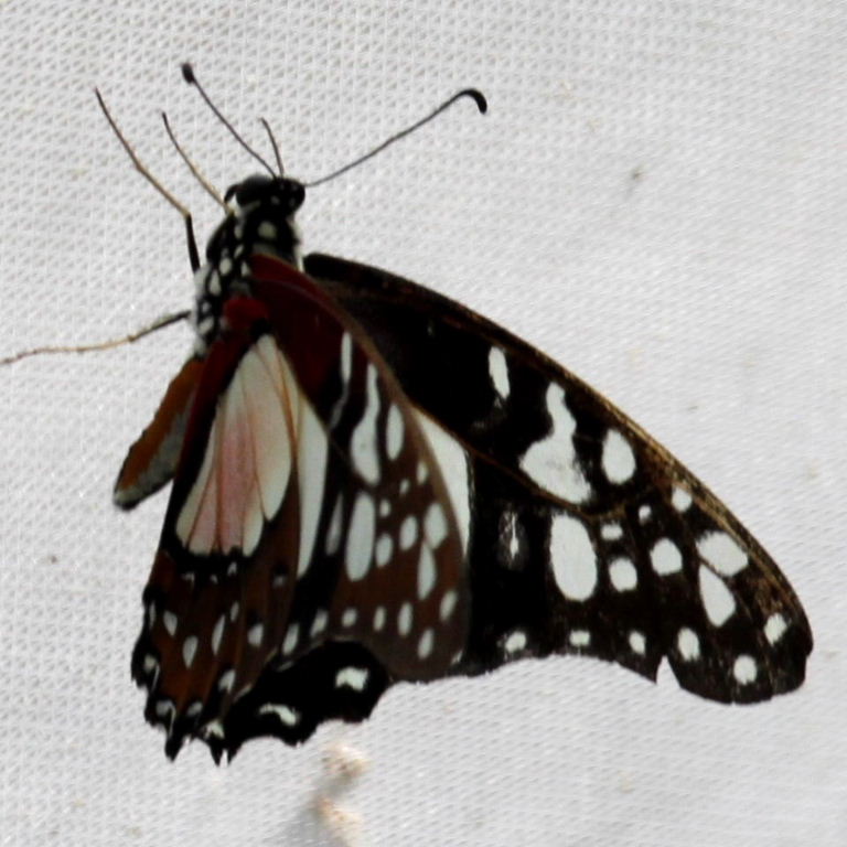Crimson Patch Butterfly