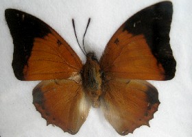 Charaxes Bernardus butterfly