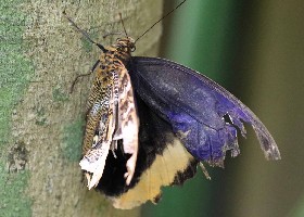 Yellow-edged Owl butterfly