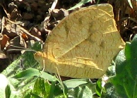 Tropical Grass Yellow butterfly