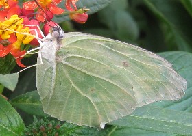 White Angled Sulphur butterfly