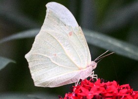 White Angled Sulphur butterfly