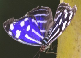 Blue Wave butterfly