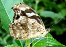 Blue Wave butterfly underside