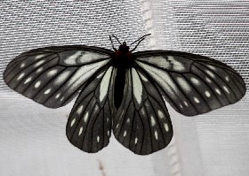 Dark Freak butterfly