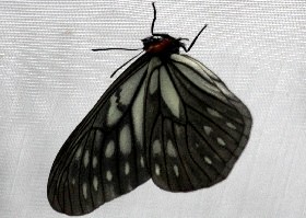 Dark Freak butterfly