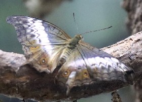 Cruiser butterfly female