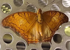 Cruiser butterfly female