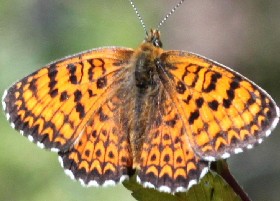 Freyer's Fritillary butterfly
