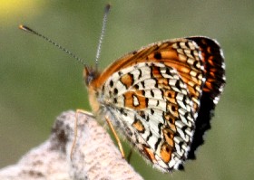 Freyer's Fritillary butterfly