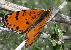 Spotted Fritillary butterfly