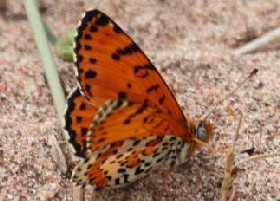 Spotted Fritillary butterfly