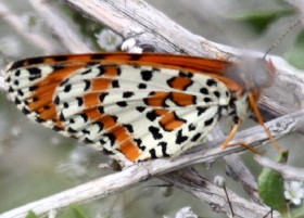 Spotted Fritillary butterfly